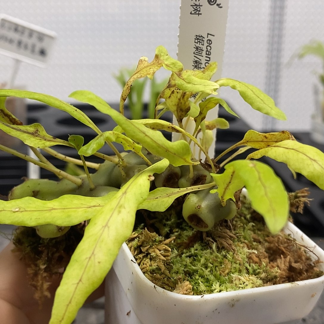 无花朵锯刺蚁蕨666