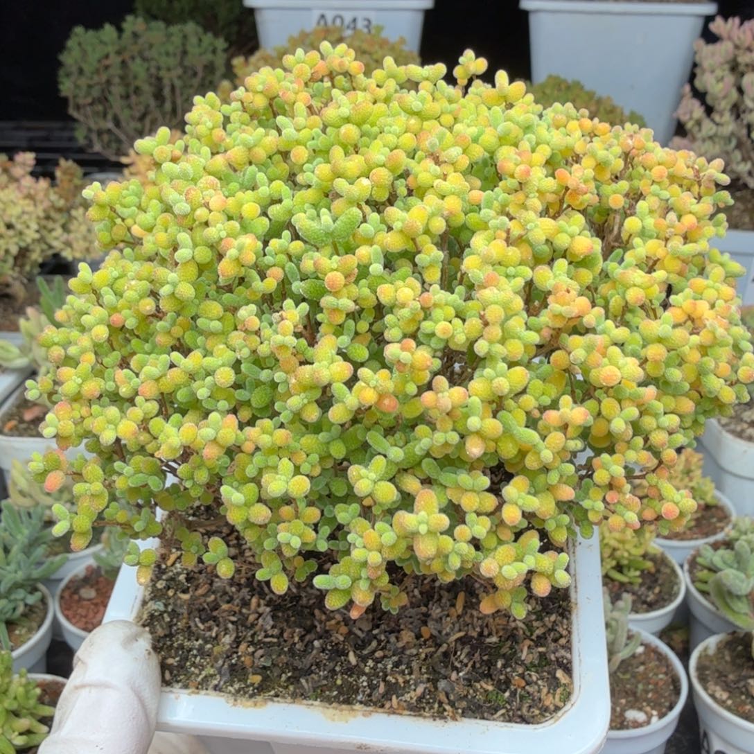 U***ˣA092蜜橘糖球枝干