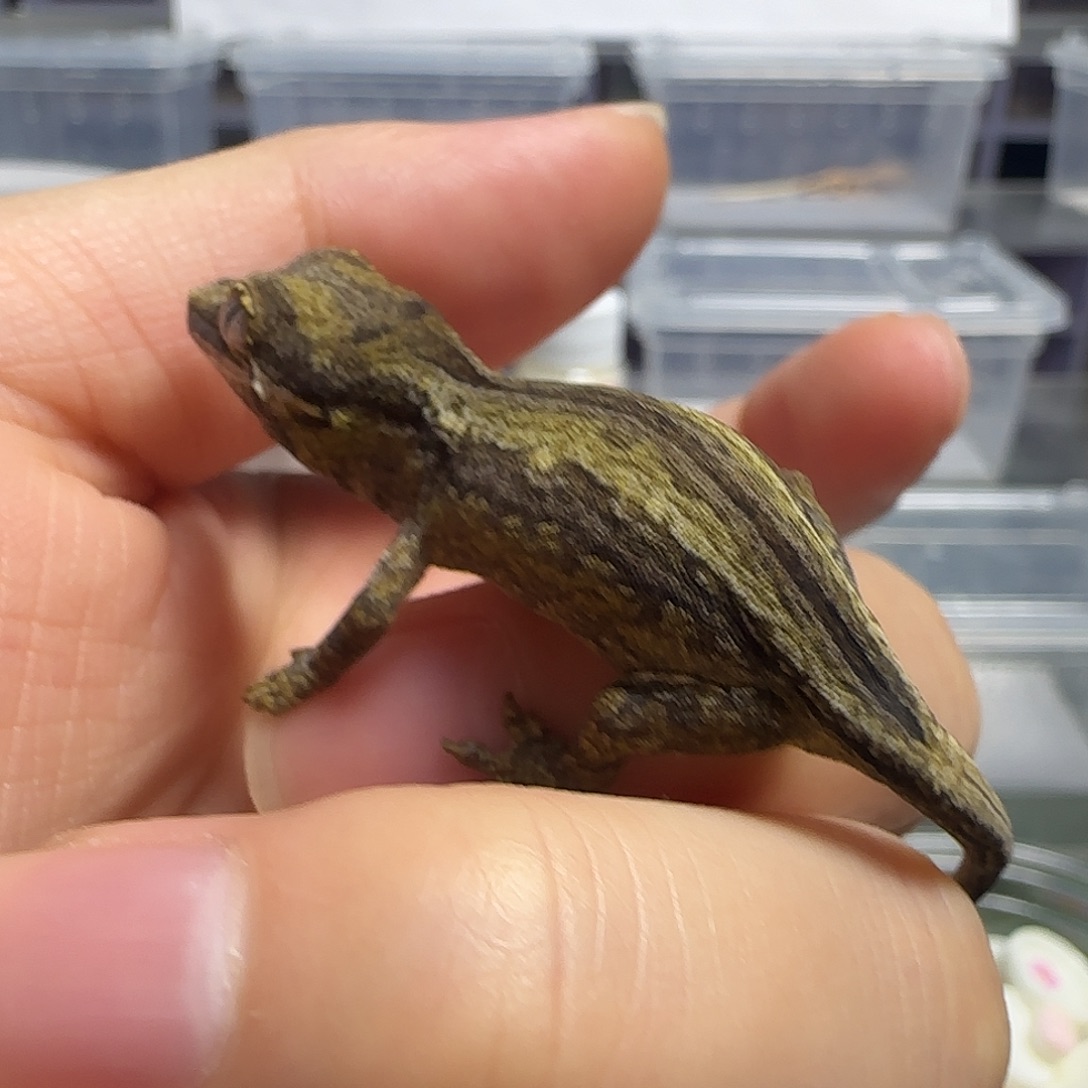 盖勾亚守宫盖勾亚大幼