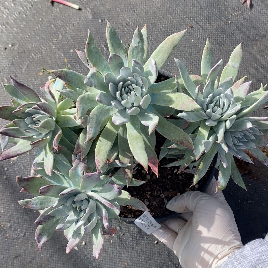 75号牡丹叶瑕疵瑕疵