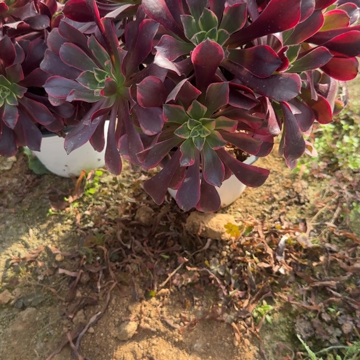 3465 清棚处理不包断枝