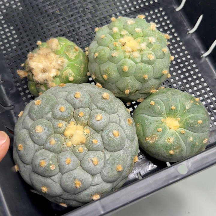 421无根 仙人球的故事是