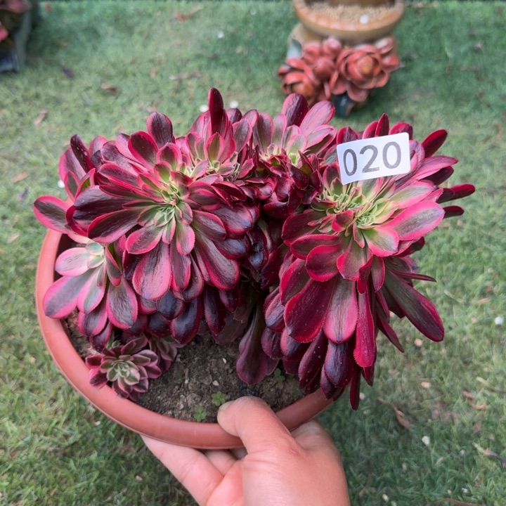 美杜莎缀化020法师锦