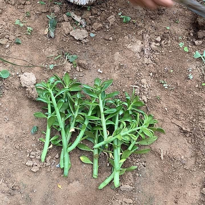大青叶枝条12根包邮