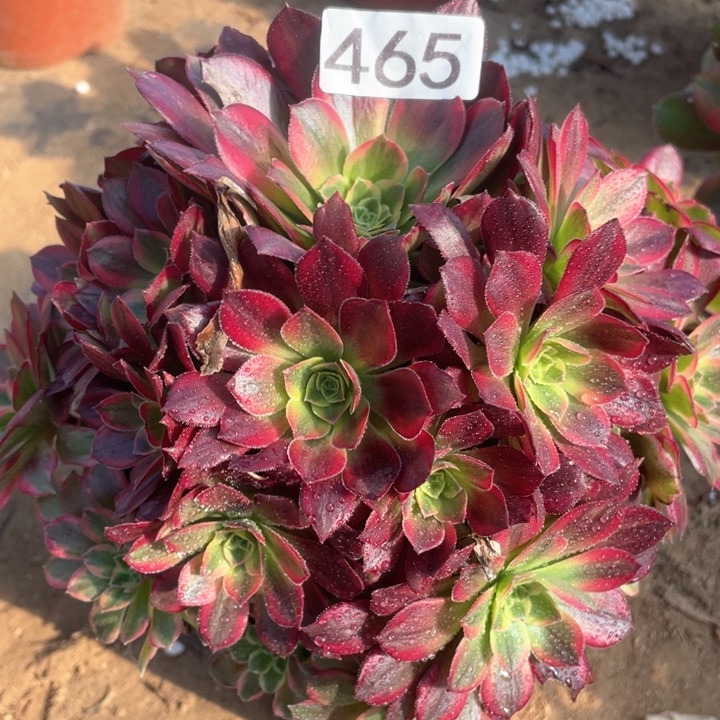 465多肉植物安娜