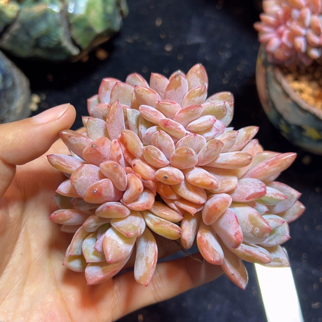 新年快乐 新年快乐