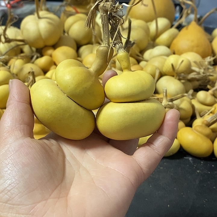 桐**～葫芦的颜色很好看