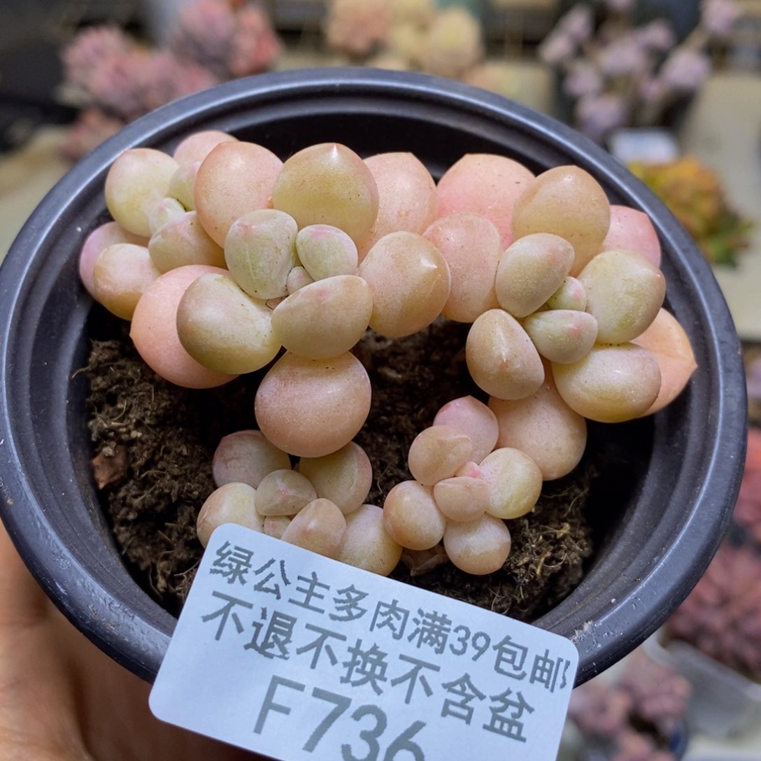 736萤火虫多肉6c m