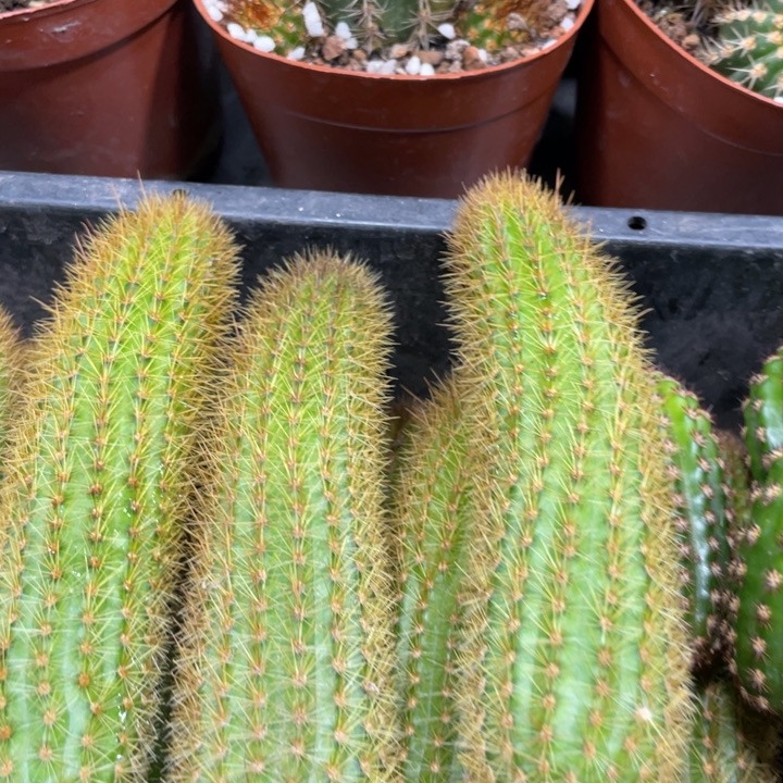 双色金妞测芽一条新品