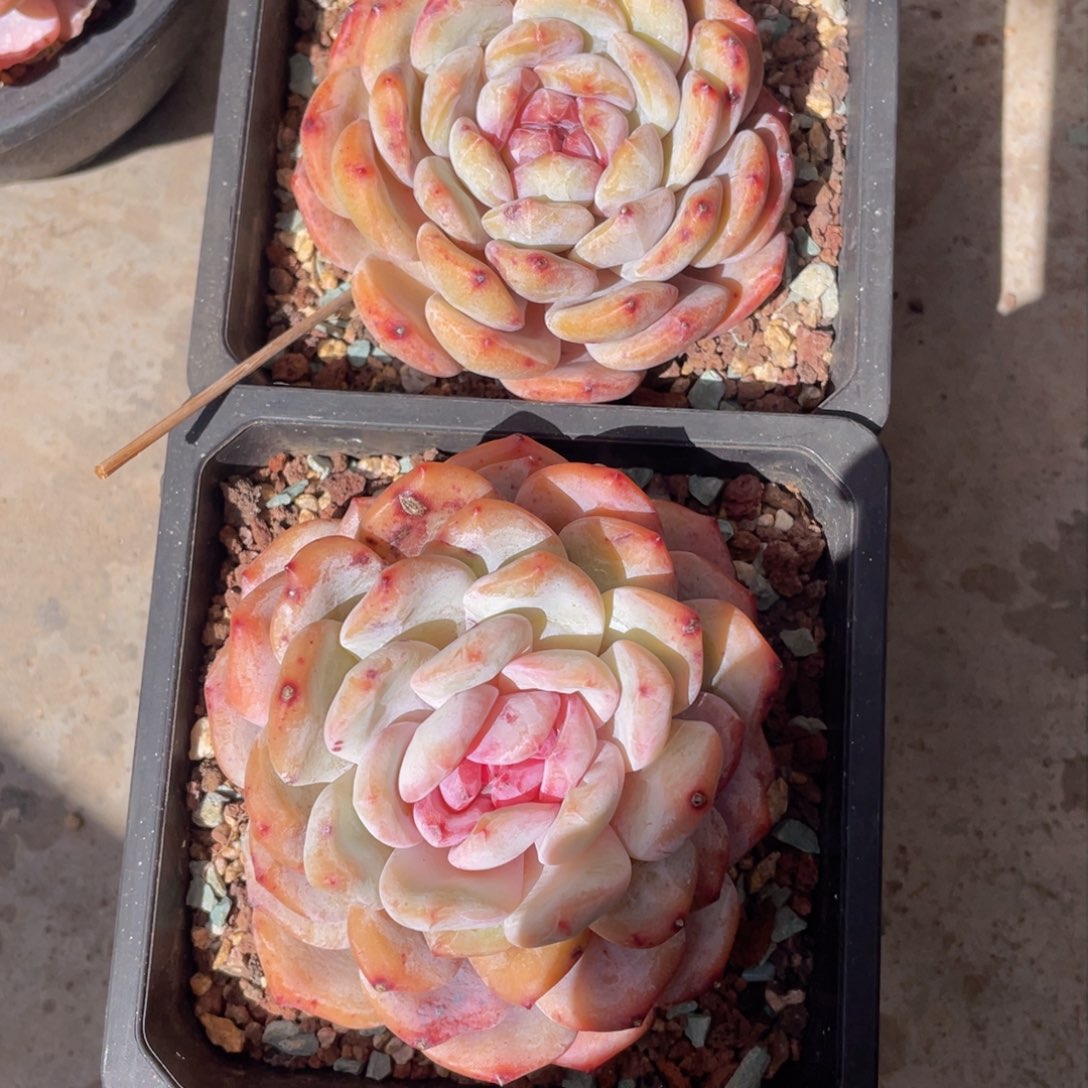 糖心橙梦露2颗一组