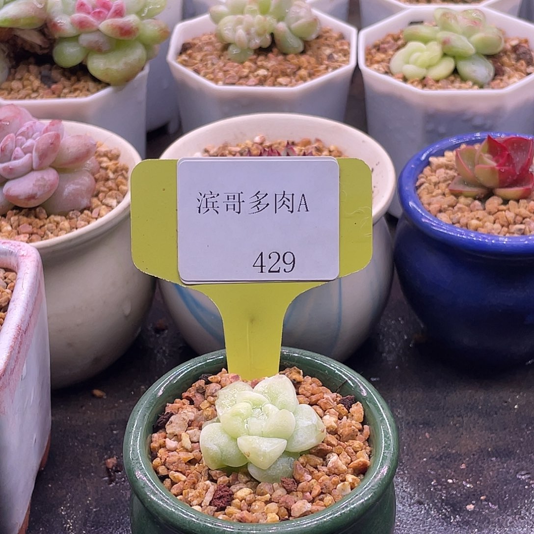 滨哥多肉A429冰玉石化白锦福利