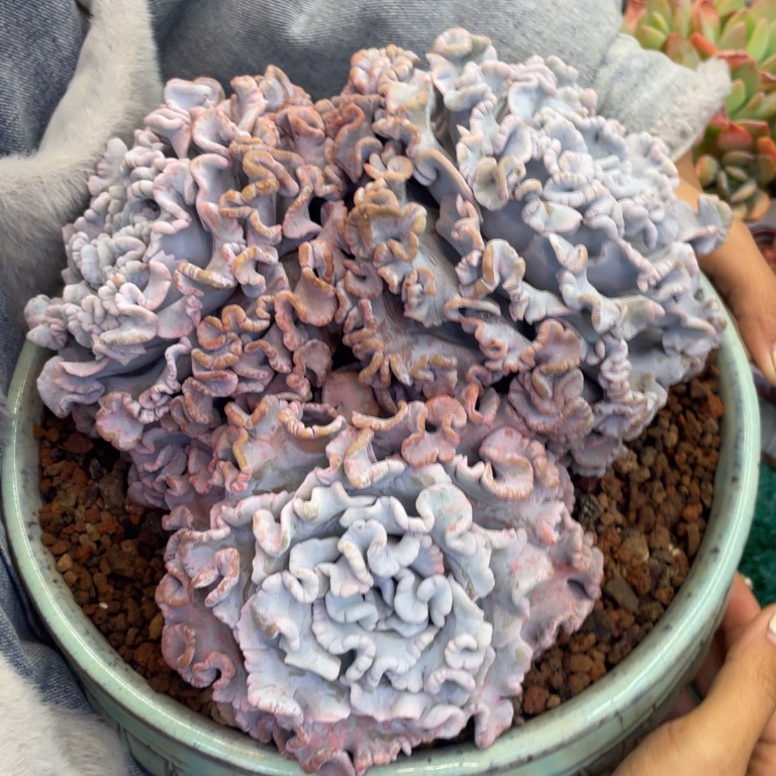 E***o多肉植物盆栽多肉（带盆）