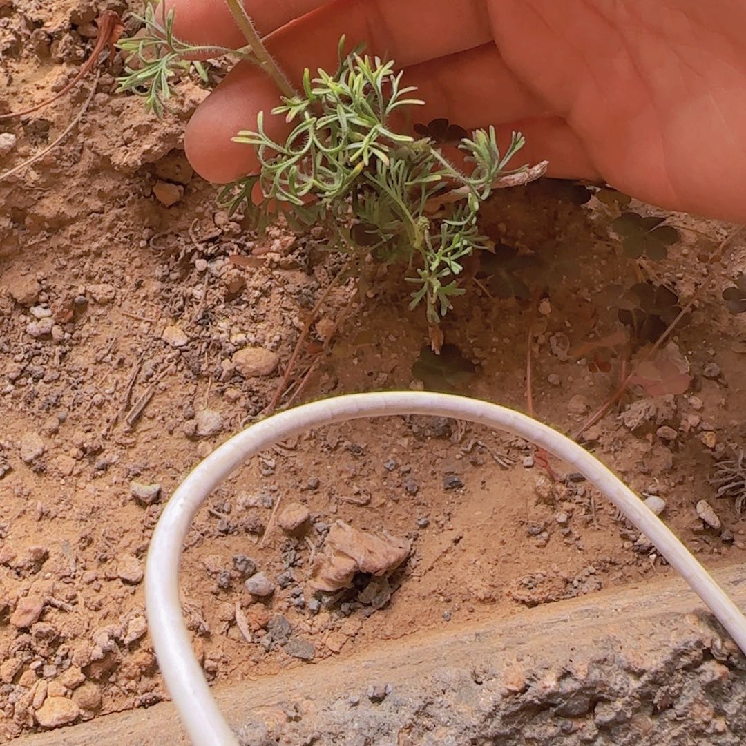 h***d块根植物块根植物