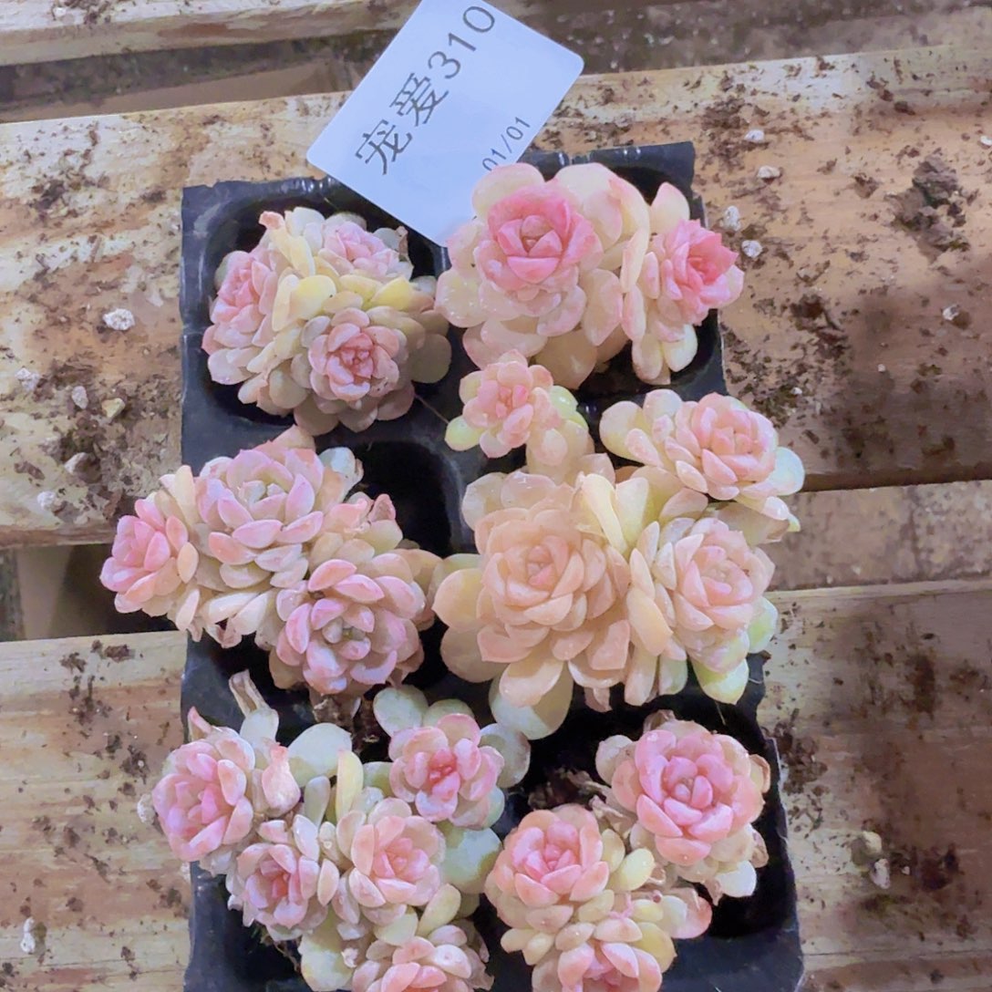 直播福利一物一拍310