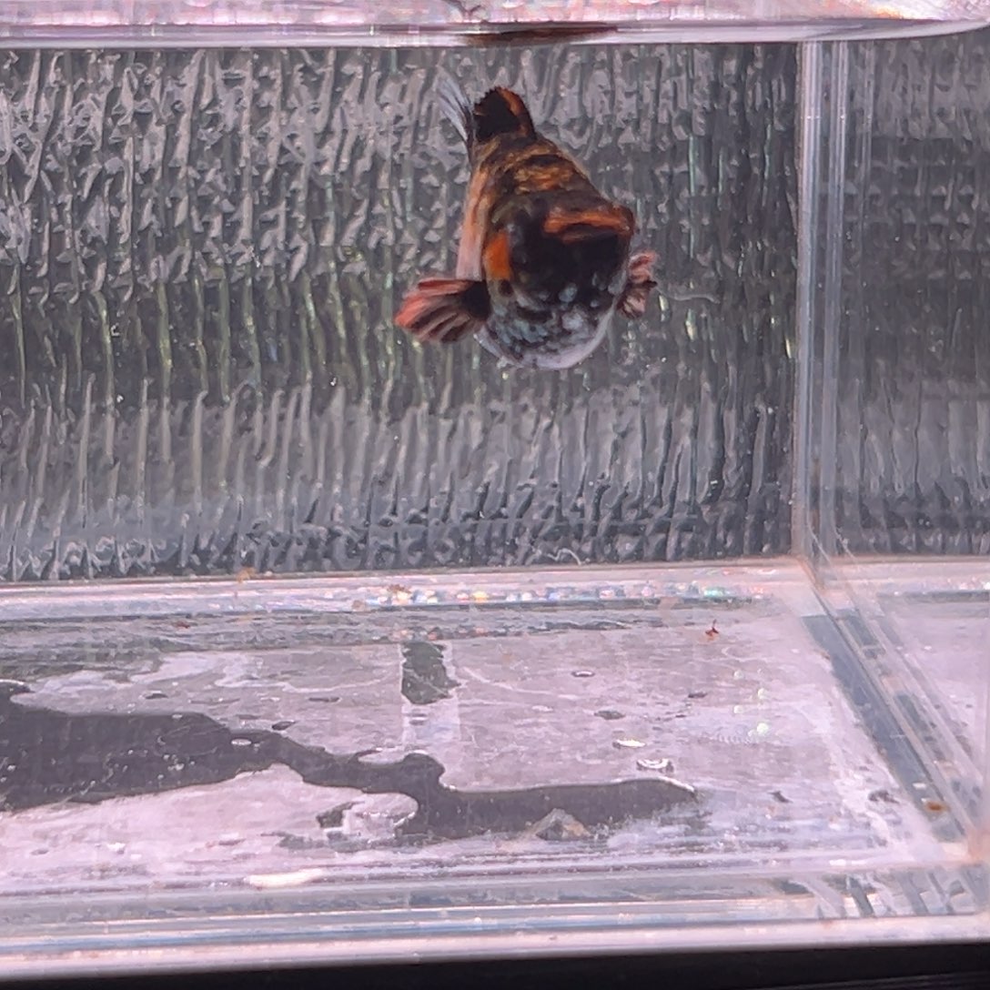 孔雀鱼玛丽鱼一条