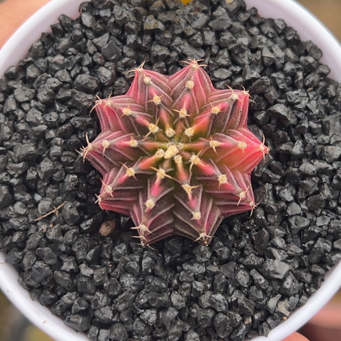 泰系实生肋骨锦A25