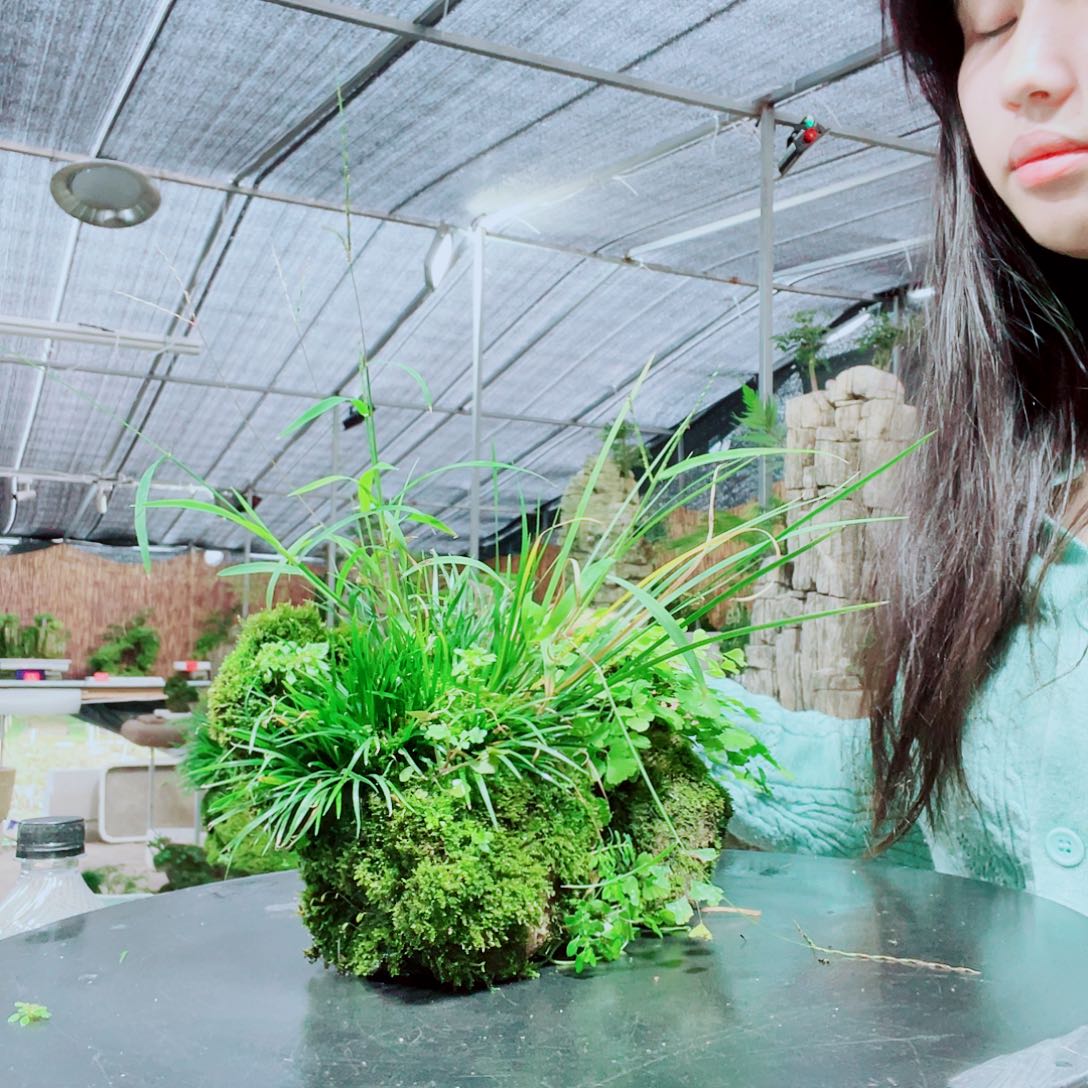 摇***摆当前无花栽培后可以开花