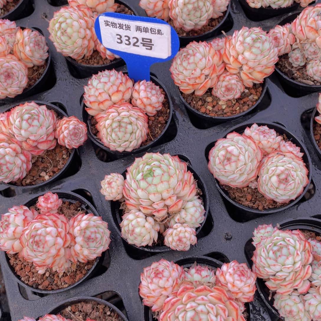 332号 全状态小红船多头群一个