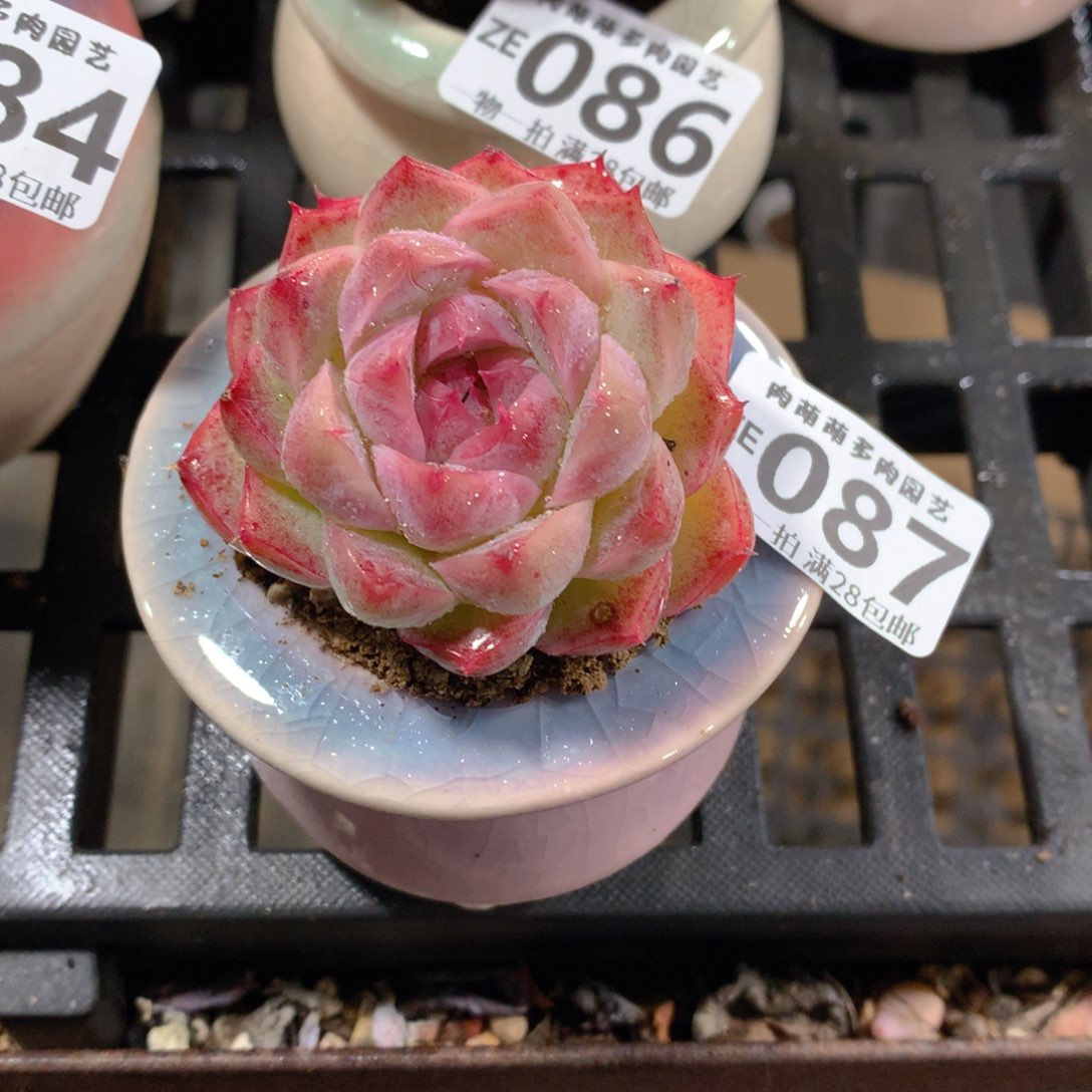 肉萌萌拇指盆精控多肉ZE087