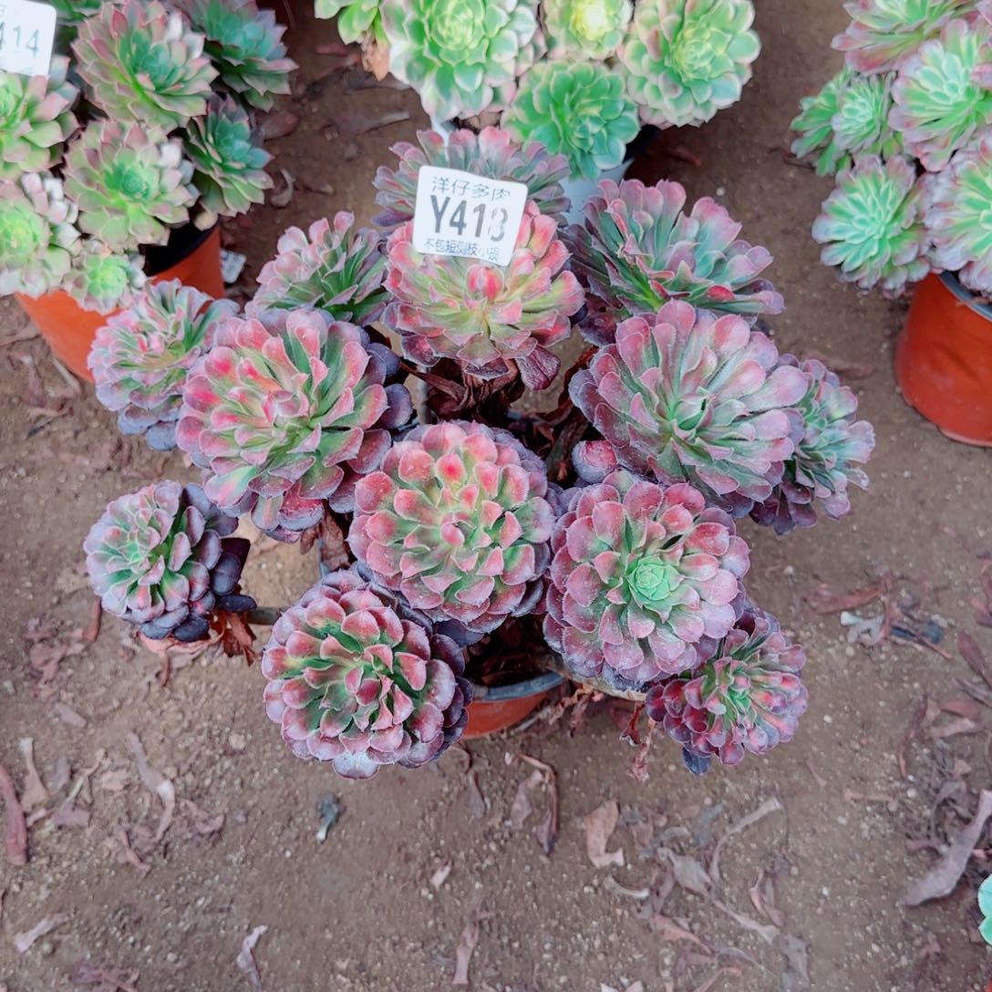 红彤中斑418冠幅20