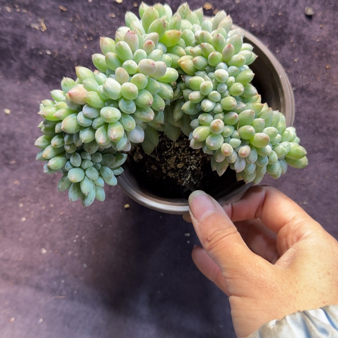 奶糖缀化一物一拍