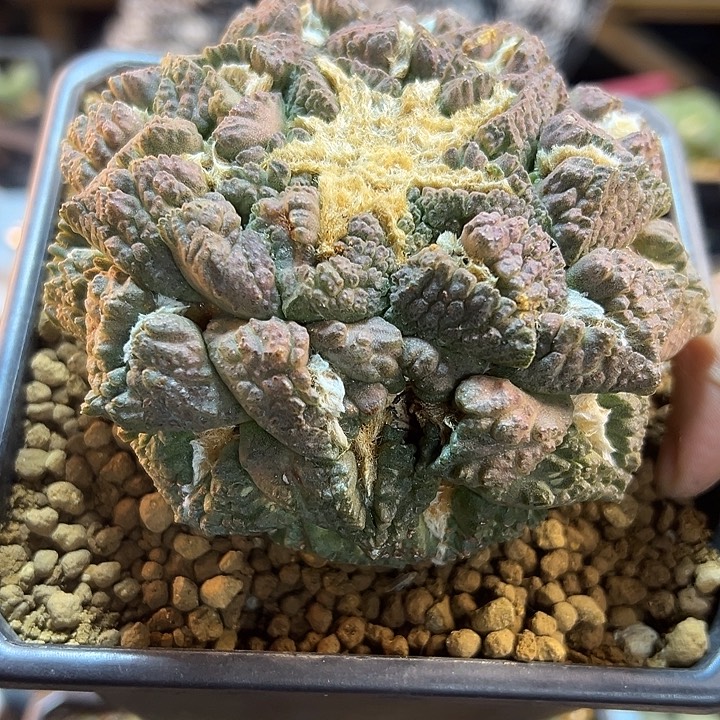 23号自根紫姬老龟甲11公分