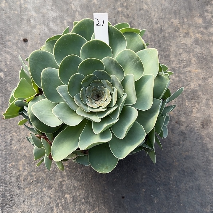 山地玫瑰一物一拍，21号，脱土发，不包断侧芽