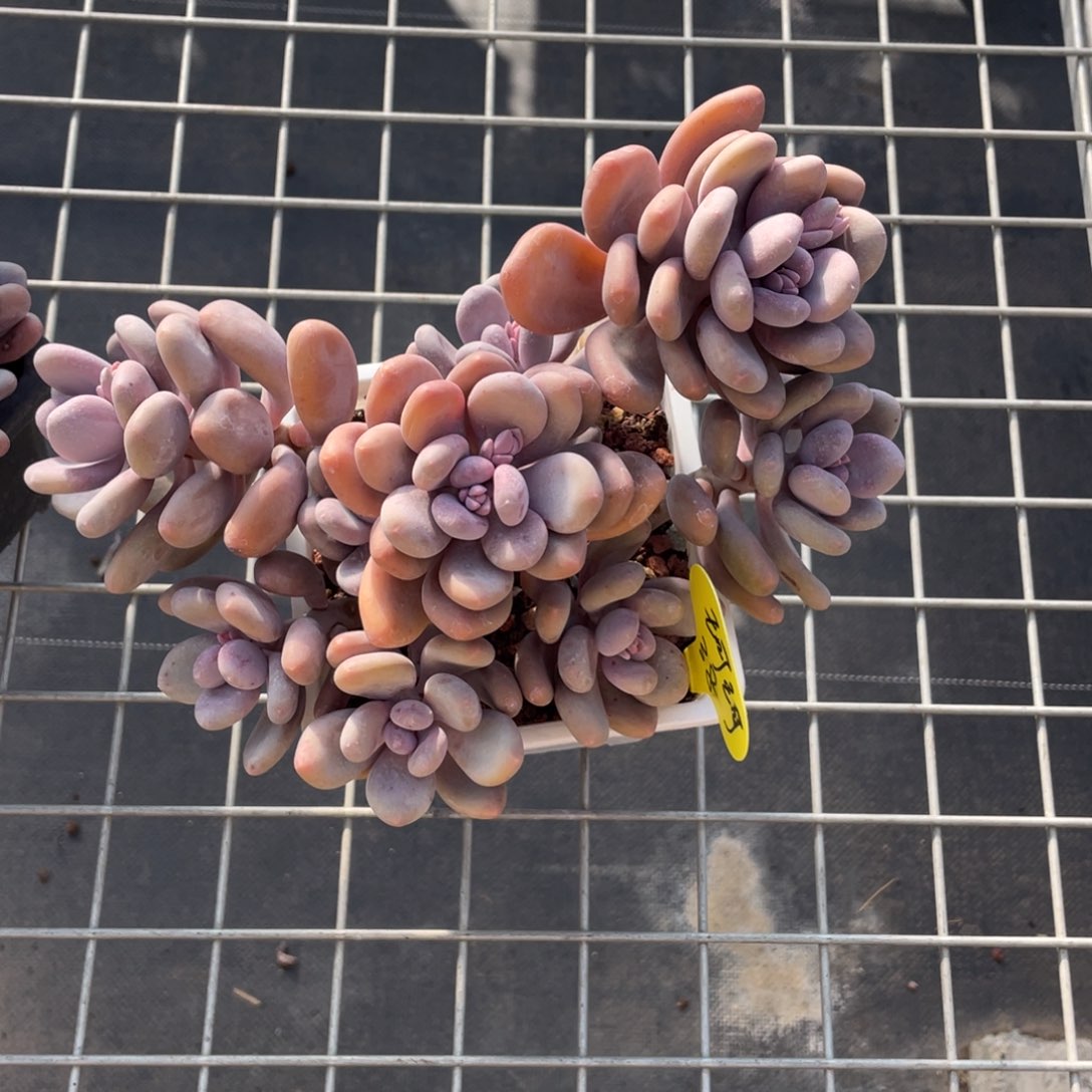 珂*蛋黄奶群生一个清台子不包断38