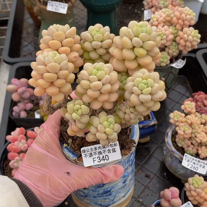 洛可可10cm340多肉植物