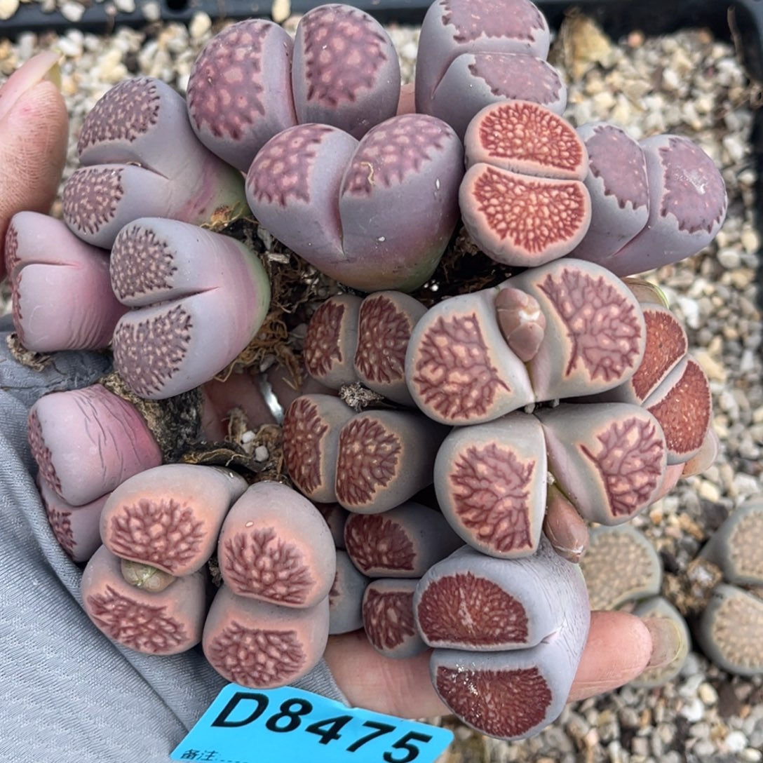 静***音8475双头紫巴里2双头紫网纹2双头红窗菊4单头菊3