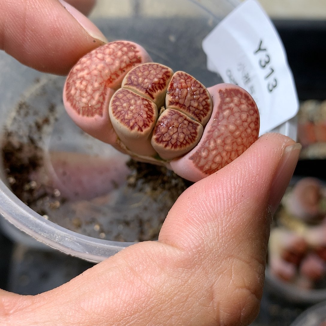 Y313多肉植物保护