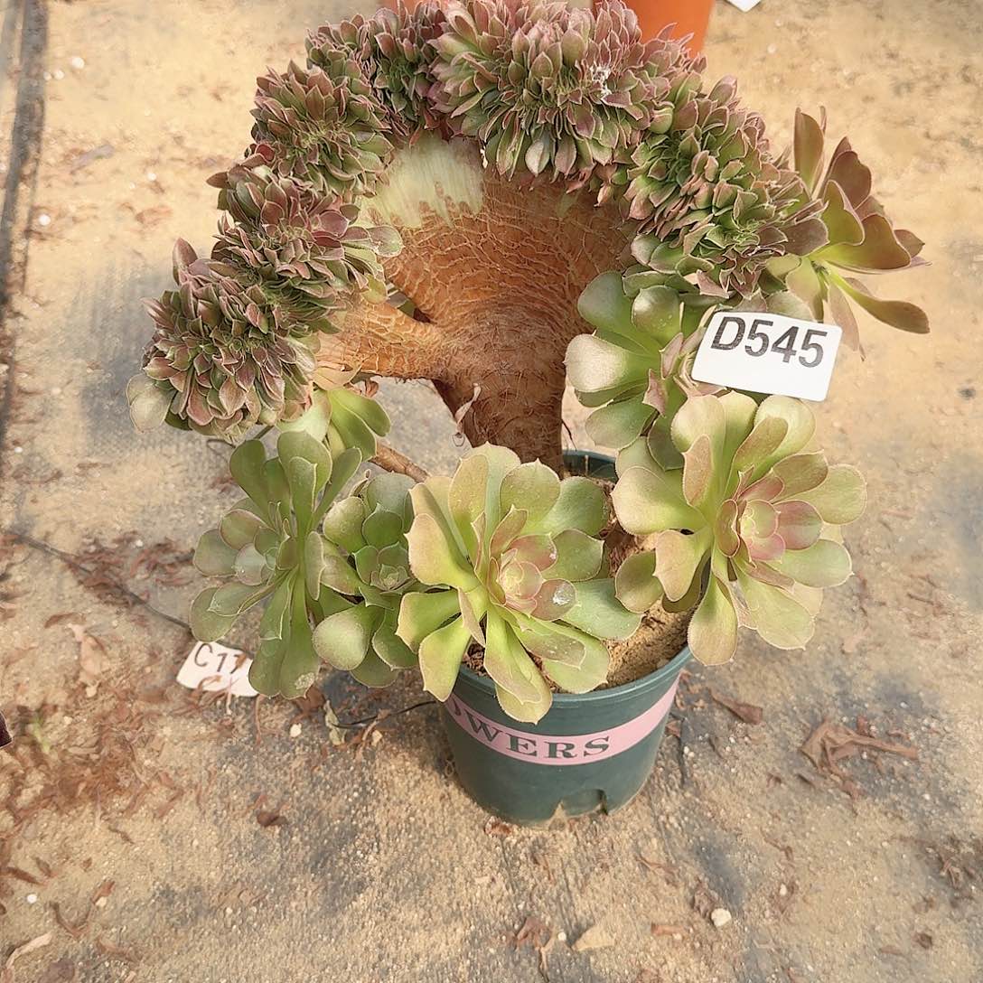 545玫瑰一颗呀呀