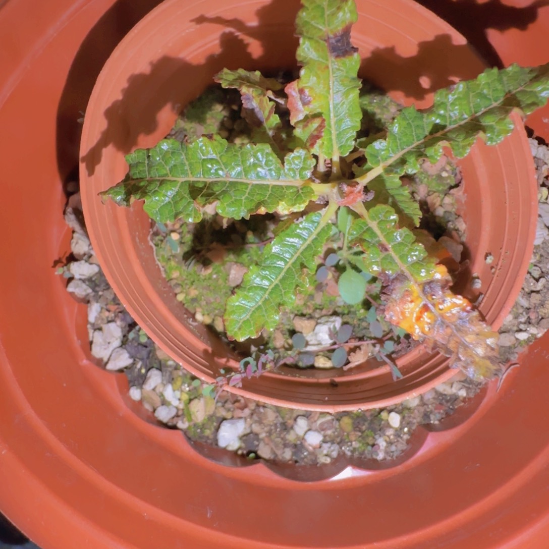 ****༥块根植物块根植物