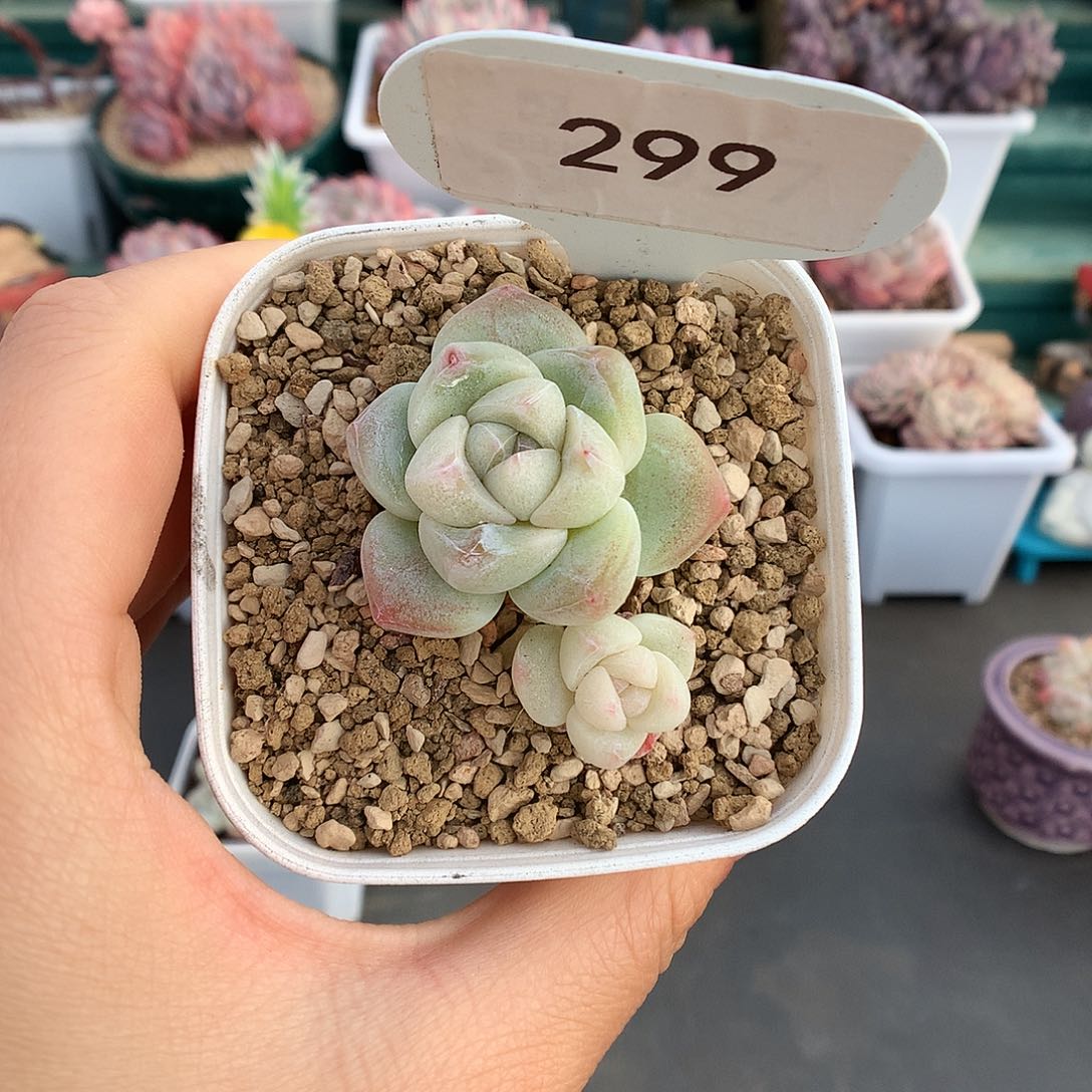 299双头翡翠冰玉多肉植物