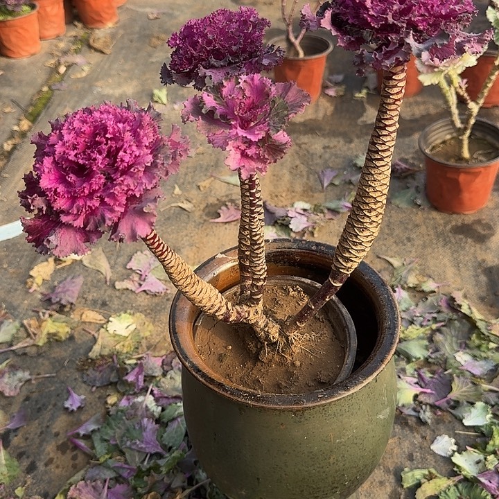 妙***发羽衣甘蓝一物一拍