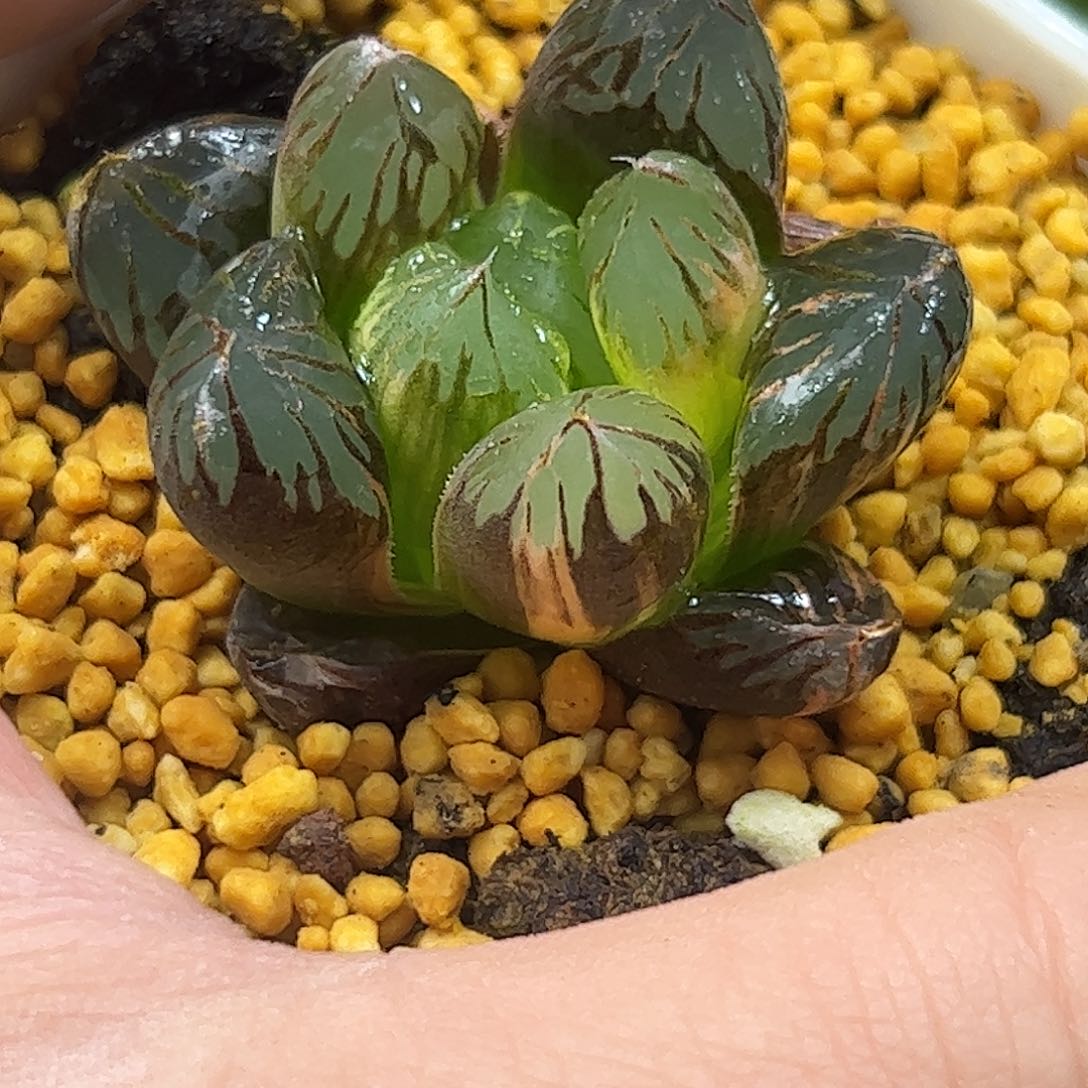 黑葡萄玉露锦十二卷多肉