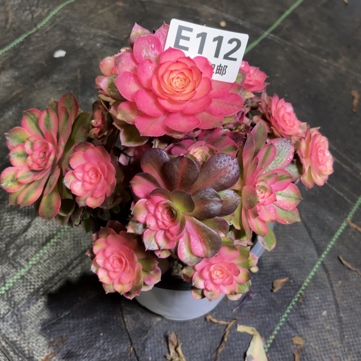 瑞妈一物一拍112