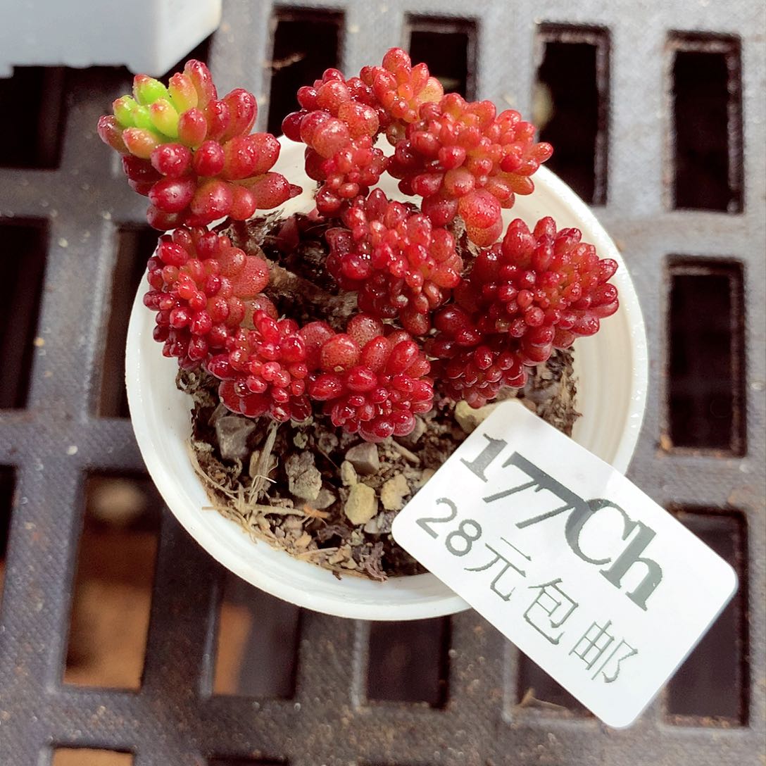 5厘米盆精控多肉177