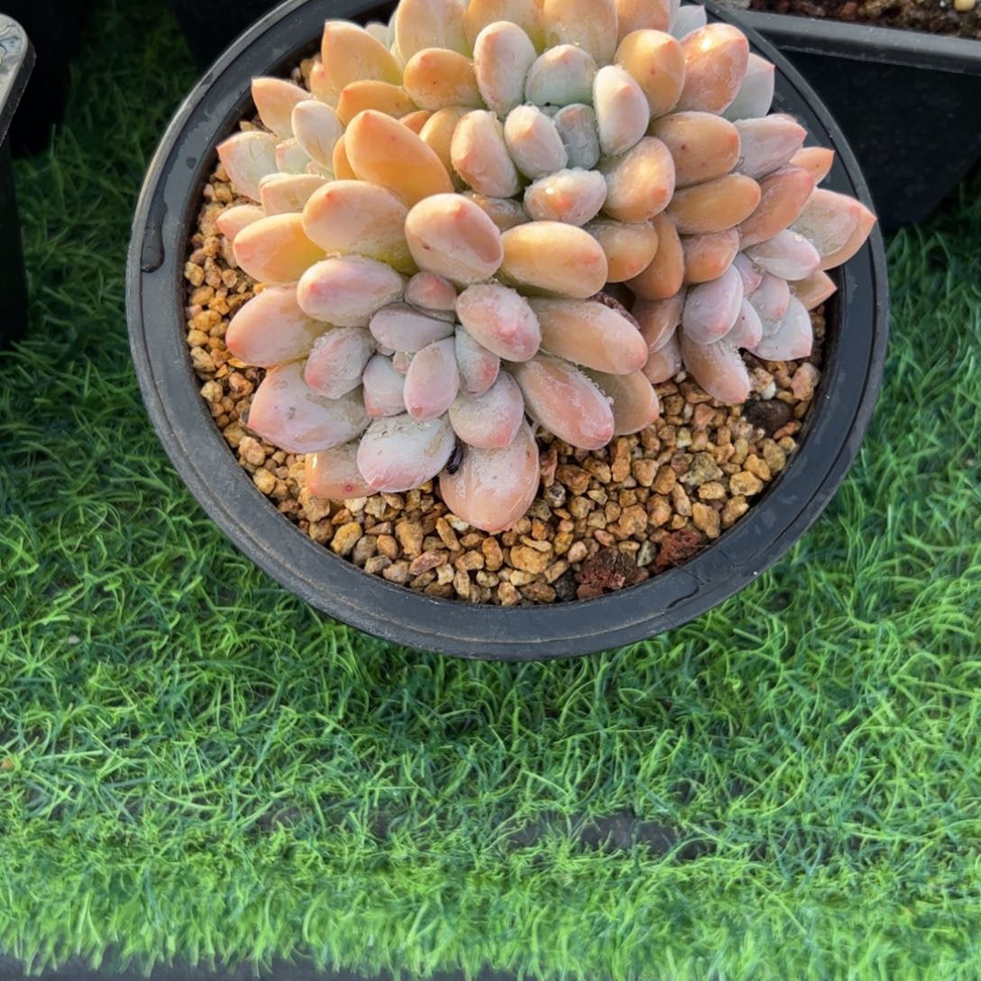 香水小老桩多肉植物