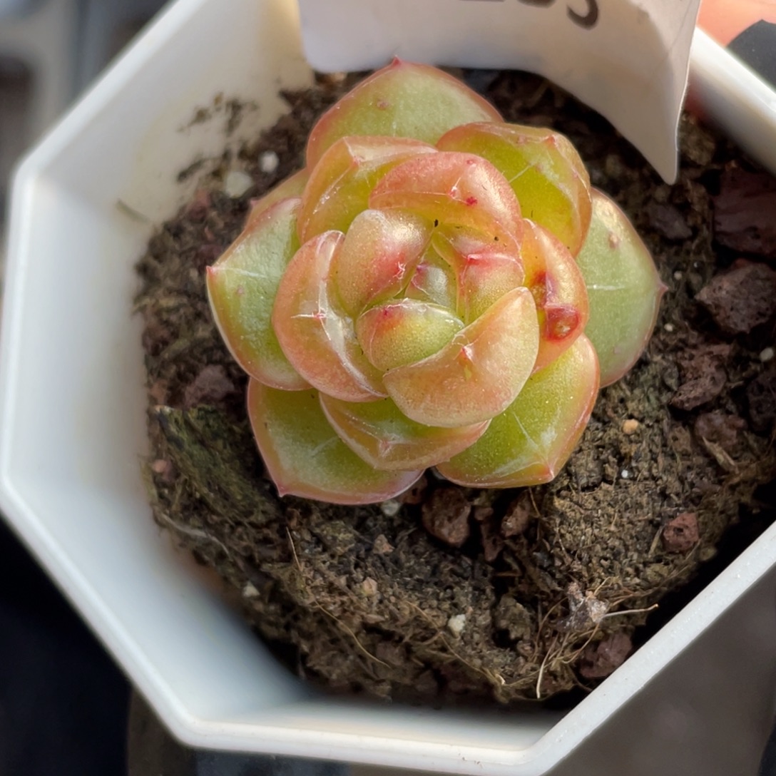 255号糖心冰心珍妮