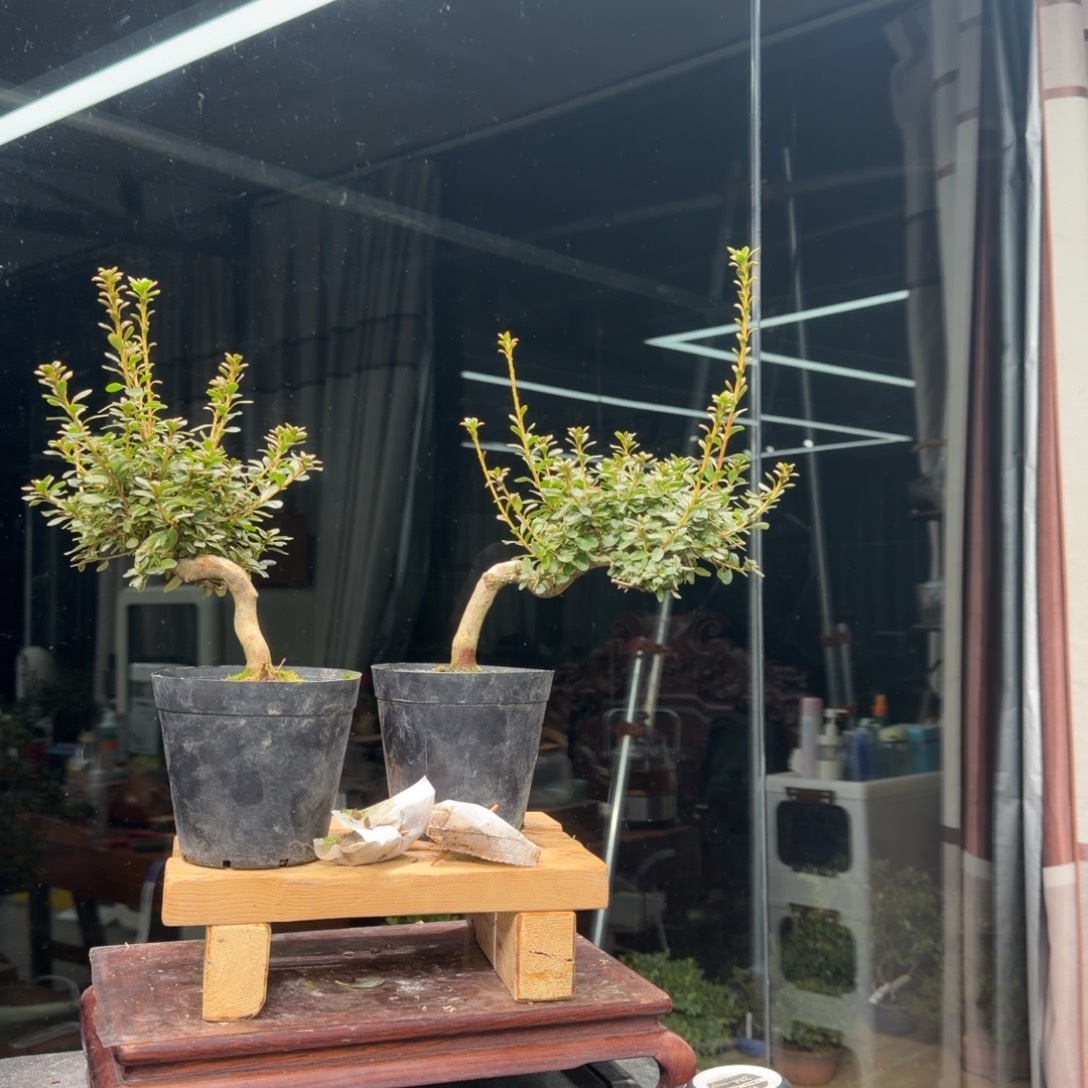 杨***饰无花朵花卉苗木花卉苗木