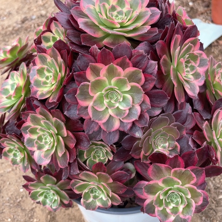 602多肉植物安娜