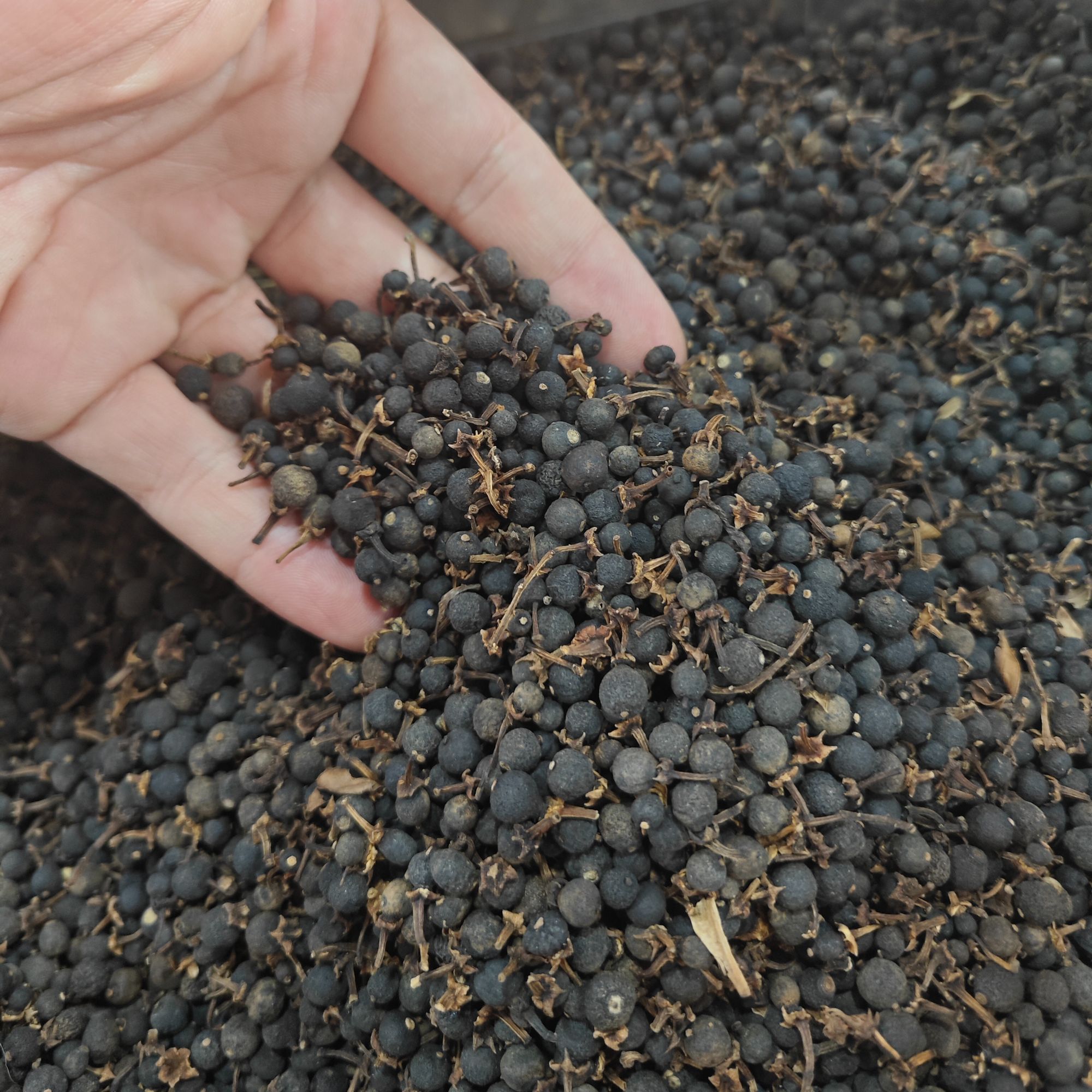 【2023年天马圈枝小柑胎】新会小柑胎带果蒂新会陈皮幼果200g