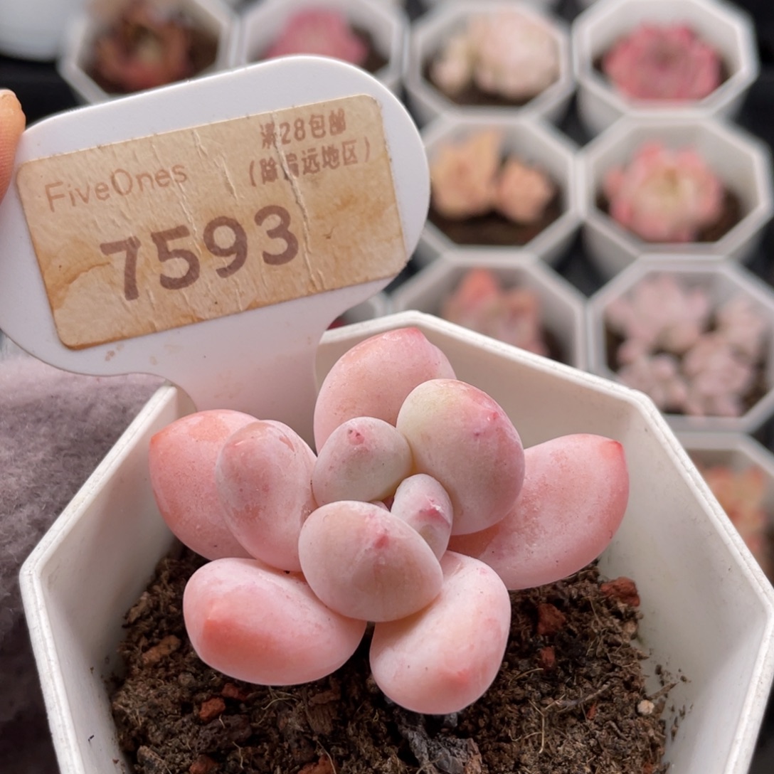 香水7593-5.0厘米