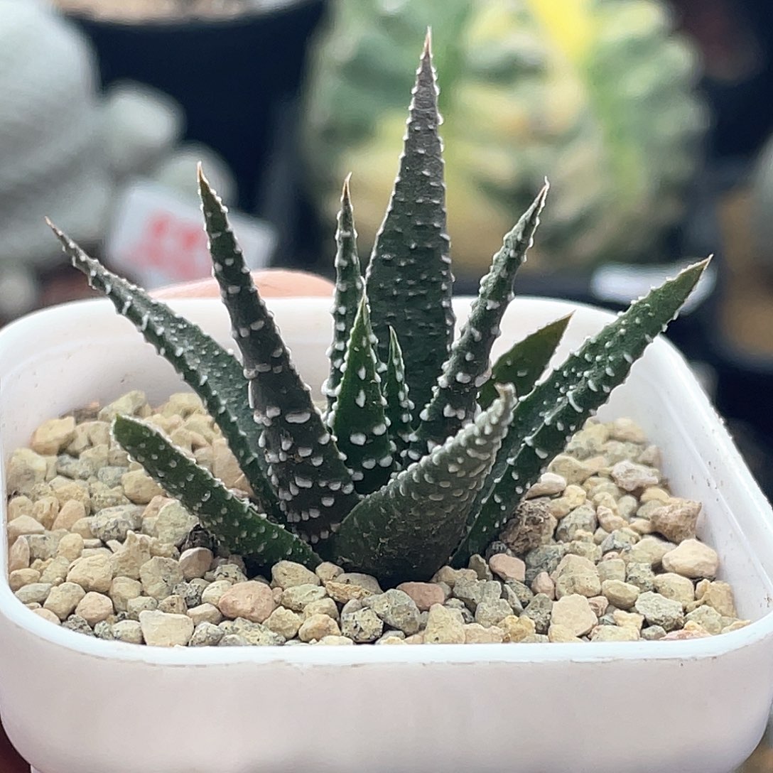 实生原始硬叶十二卷