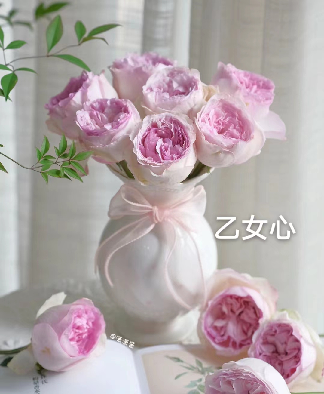 乙女心大苗   四季灌木月季