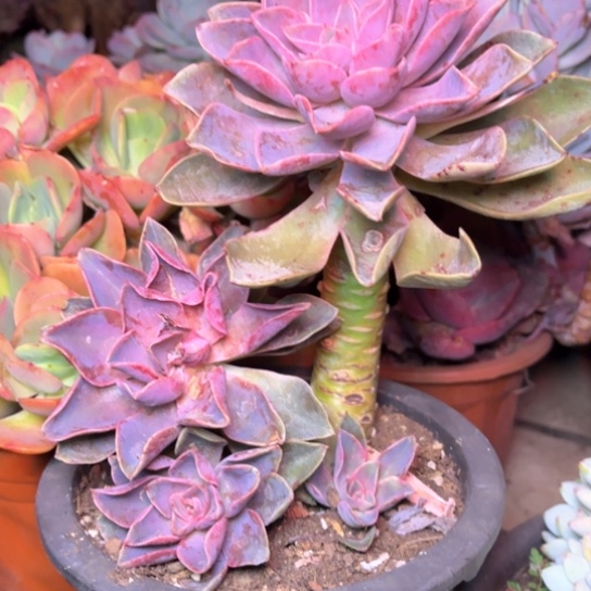 石*格多肉植物的植物