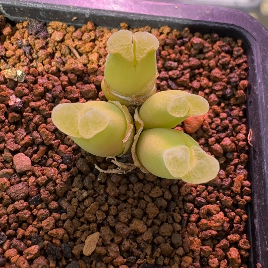 云缦精品番杏21.12 粉绒窗佛肚