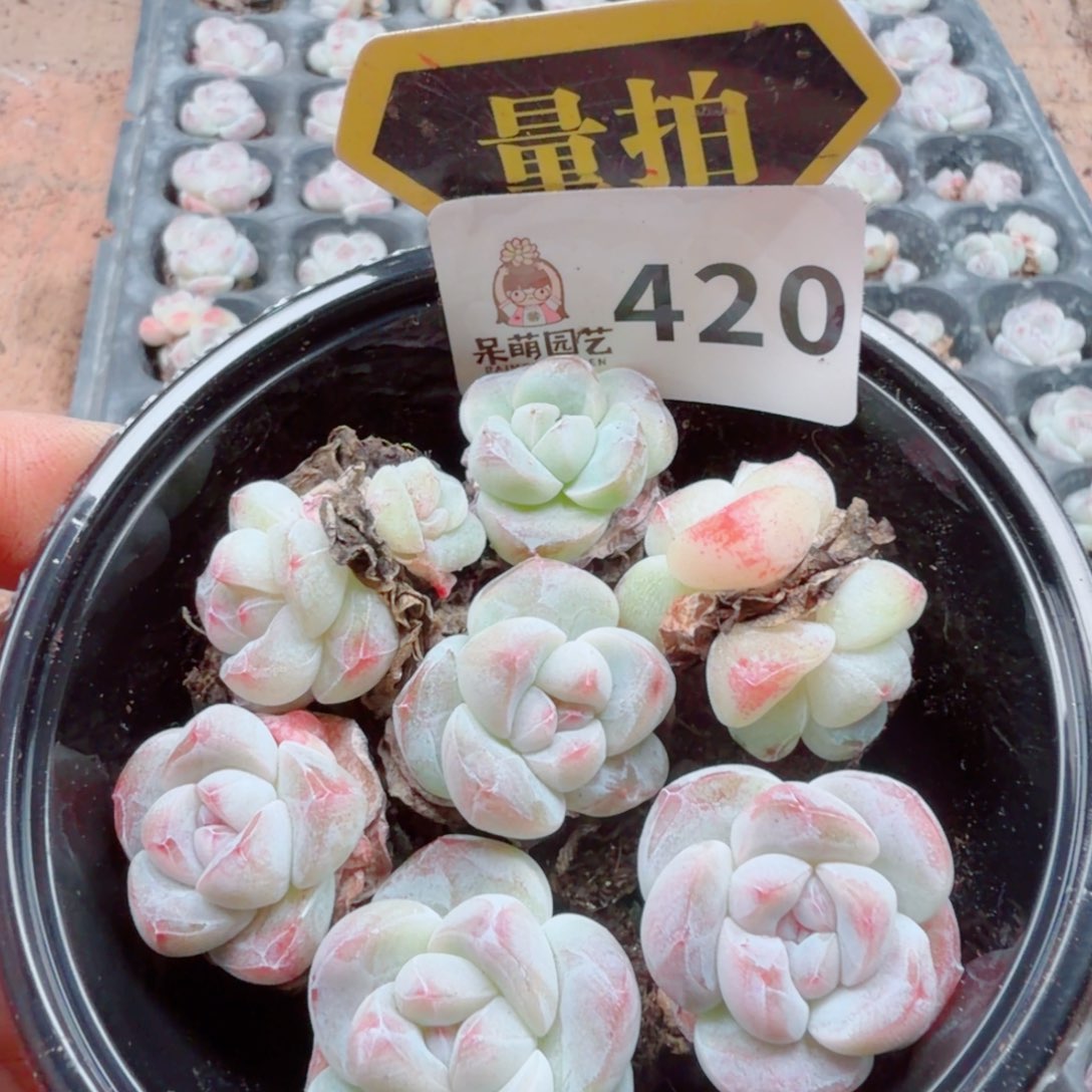 多肉植物多肉植物