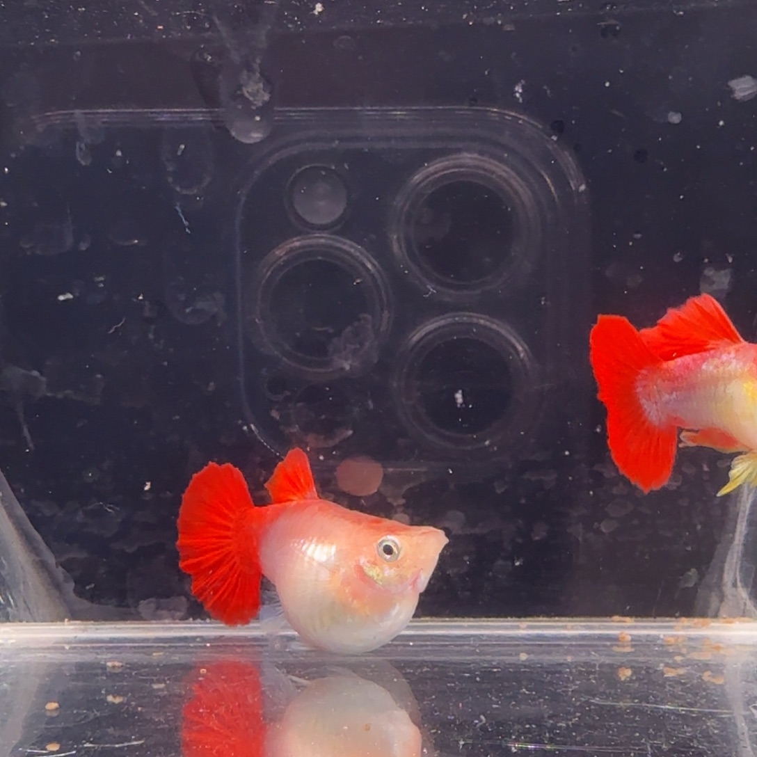 孔雀鱼黄爆球1对孔雀鱼